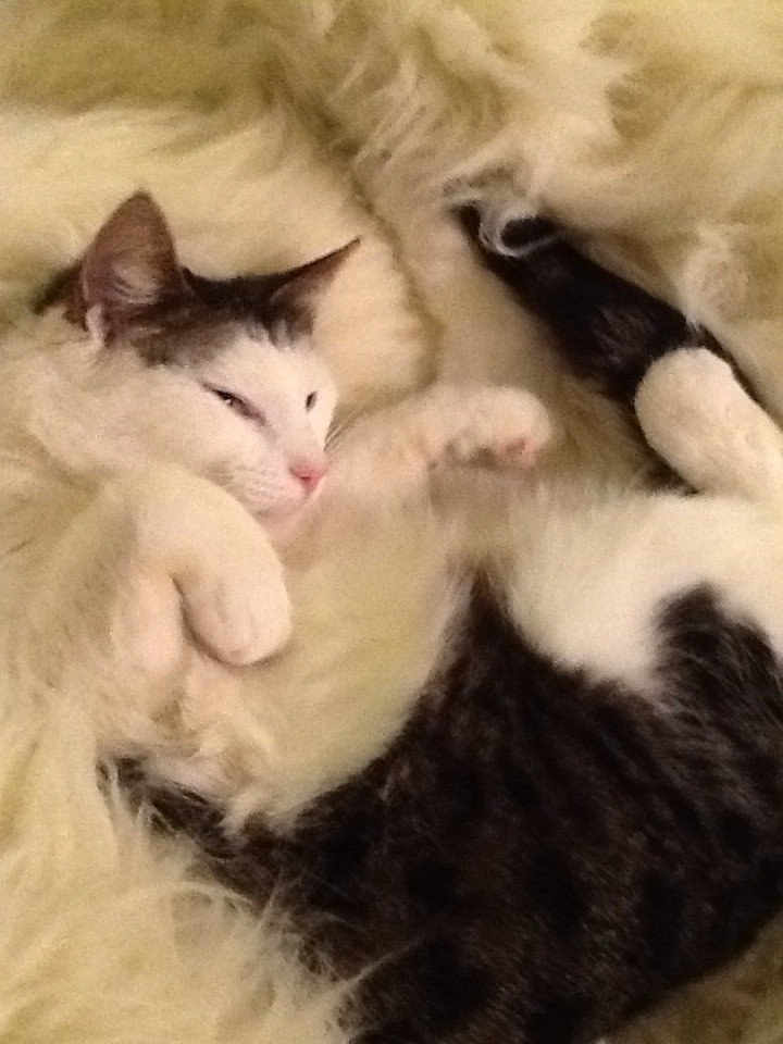 #jellybellyfriday and fluffy!