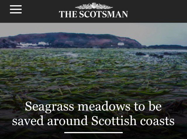Scottish Seagrass tweet media
