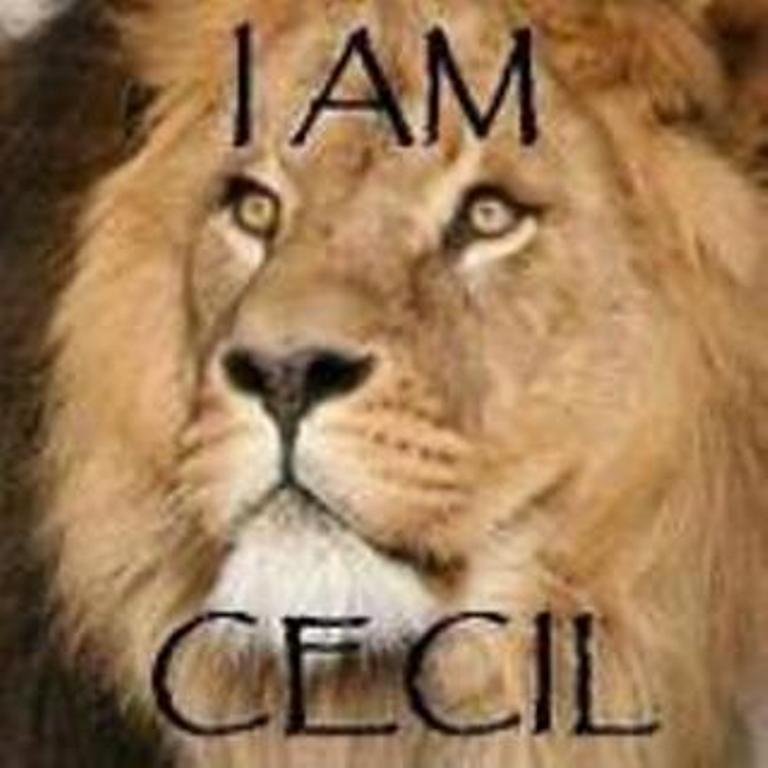 SupportPets's tweet photo. One Year!#CecilTheLion murdered!We must keep #CecilLegacy alive & relentlessly continue to fight #Animalcruelty RIP https://t.co/x5TtMhrdg0
