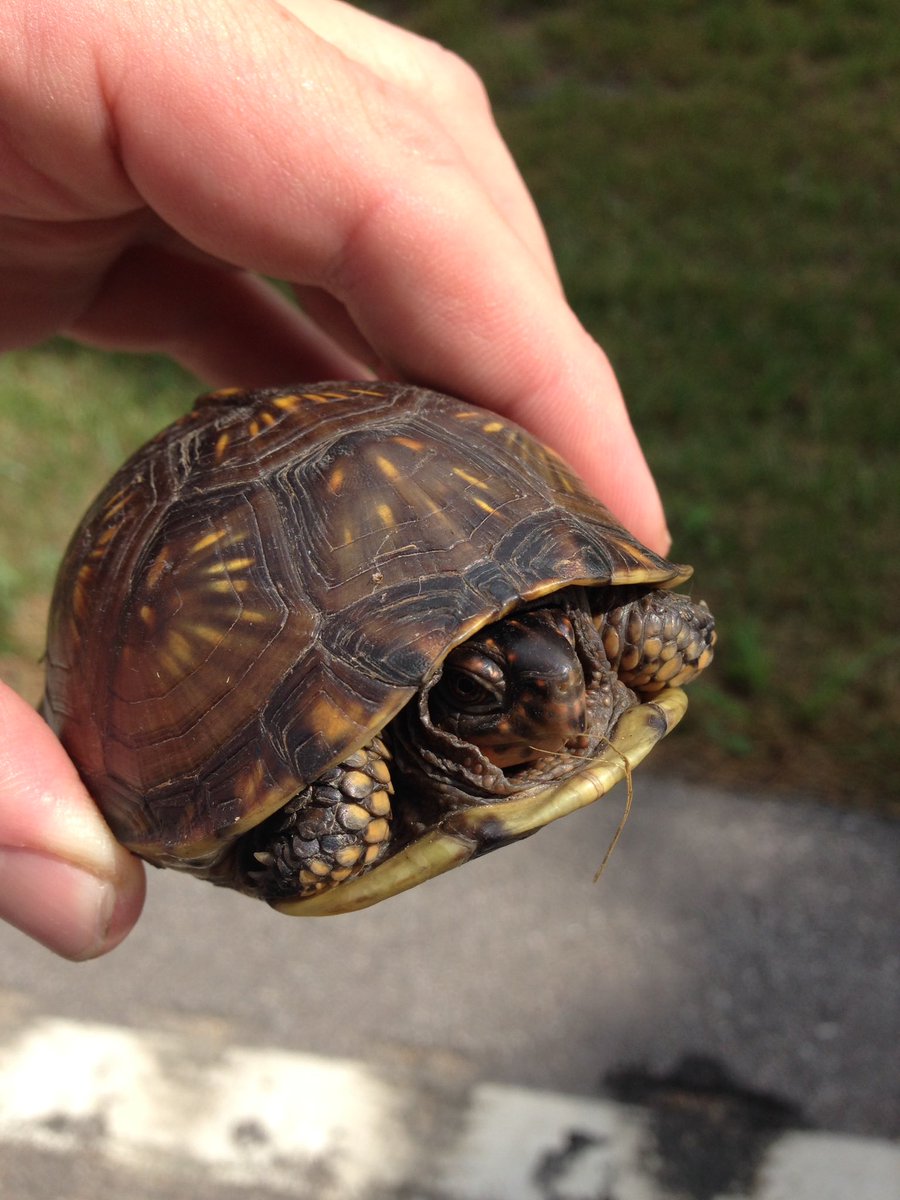 HuntandSlather's tweet photo. #boxturtles can live over 80 years. Pull them off the roads. #respectwildness https://t.co/dLsMk12gt4
