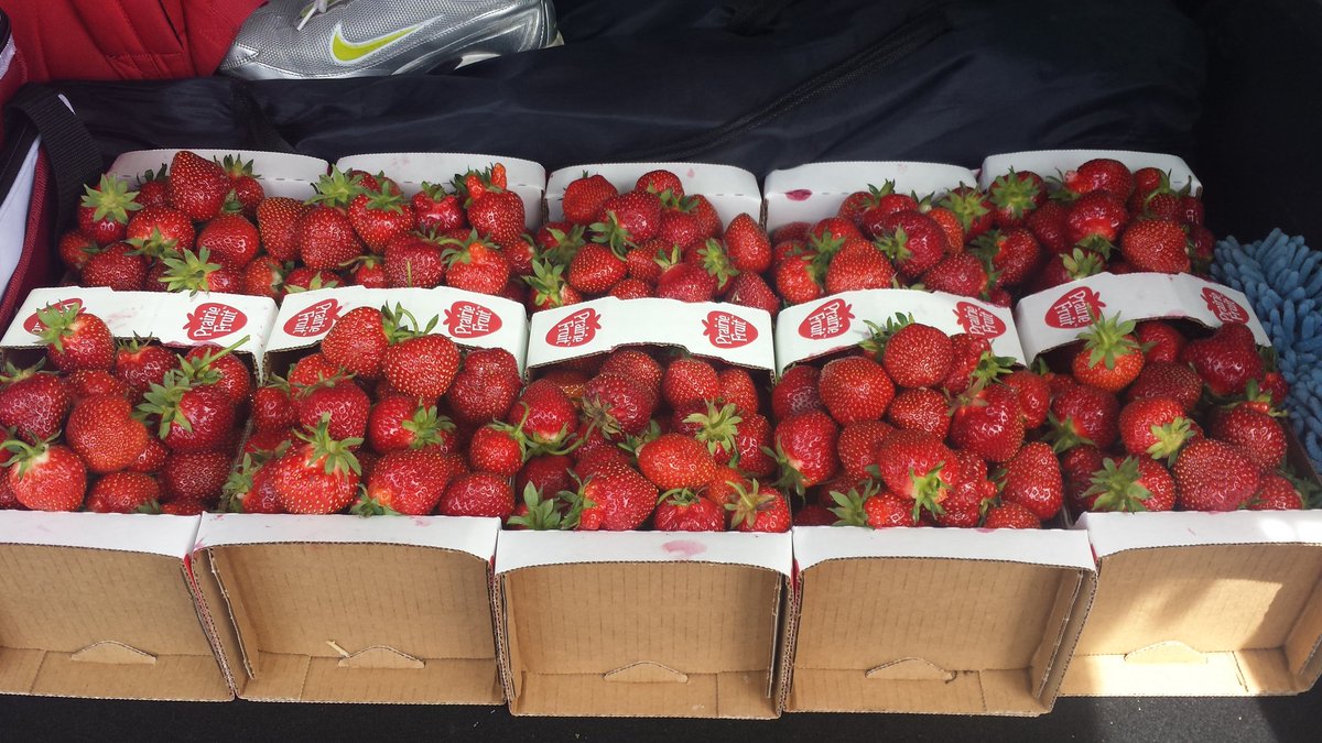 ElviraEdic's tweet photo. just finished strawberry picking. yay https://t.co/8AIa4C9A8M