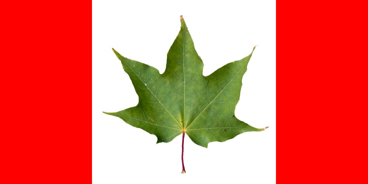 HarveyLui's tweet image. Happy #CanadaDay! Here's a special edition flag with a leaf from the #WCD2015 Legacy Tree bit.ly/29eHIHA