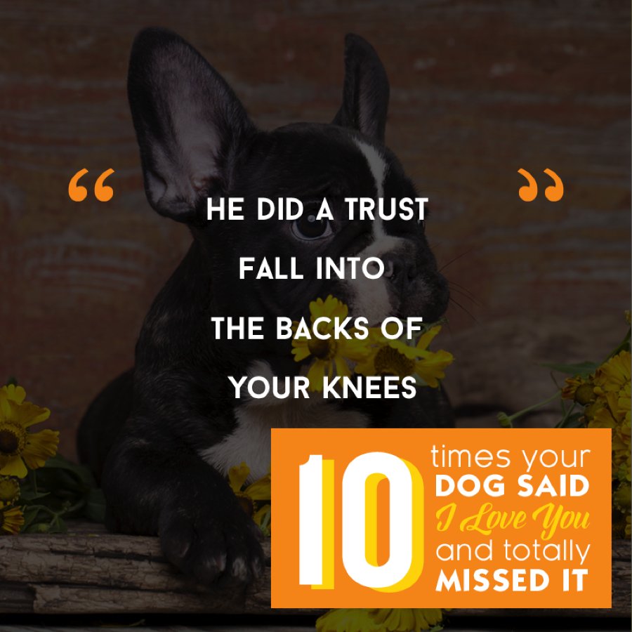 TweetTHC's tweet photo. Ever think about what your #dog is feeling? Read more:
https://t.co/vmrreXWyQL #FindYourHappy #Love https://t.co/eaK9qUkRz2