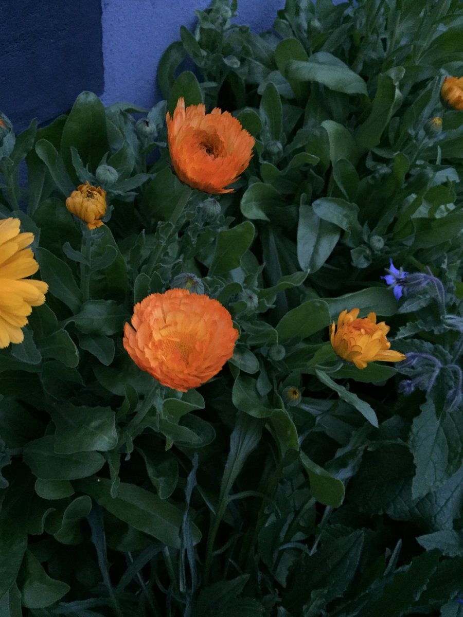 Grow some stuff guys all this is edible flowers and food #growing #grow #food #plants #fun <a href="/nature/">nature</a> <a href="/foodcapetown/">foodcapetown</a>