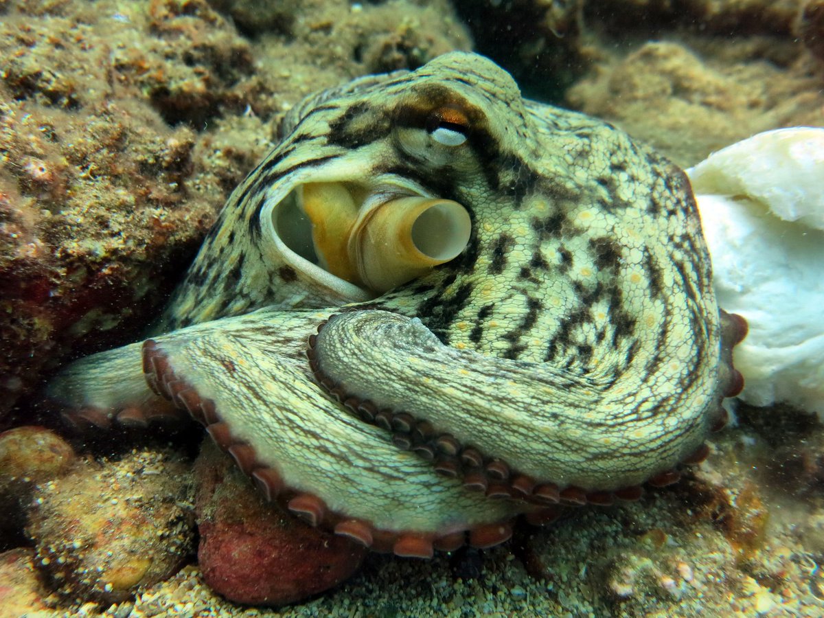 ScubaTurtleTurk's tweet photo. #octopus #underwaterphoto #scubadiving #scubadivingturkey #Incekum #alanya #pegasosroyal #pegasosresort https://t.co/tF3QNSKjWT