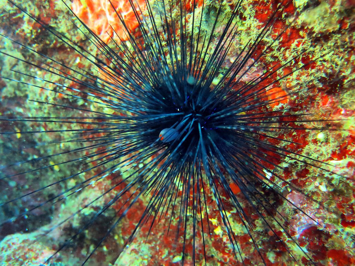 ScubaTurtleTurk's tweet photo. #seaurchin #Mediterranean #scubadiving #scubadivingturkey #underwaterphoto #pegasosroyal #pegasosresort #Incekum https://t.co/qUofINXNop