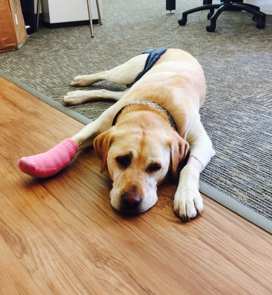 thomasottio's tweet photo. Wishing @MarlaCFO a speedy recovery. Cheer up puppy! https://t.co/MhncHfVHVf