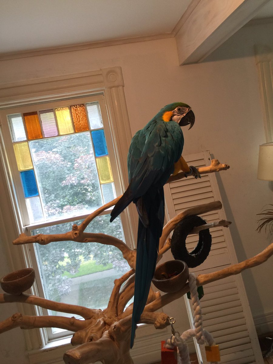 PacoSaysItBest's tweet photo. @ParrotTricks this is where Paco sleeps! He is spoiled!
https://t.co/VOghFdf3zf
#parrot #javatree #playstand https://t.co/AbGLbpbz72