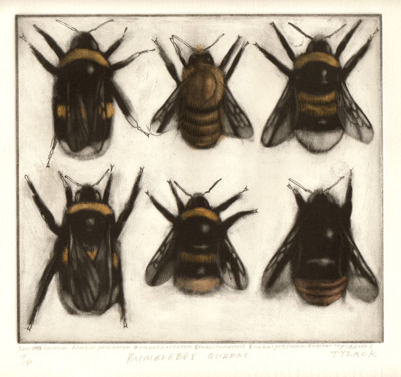 biscuit_factory's tweet photo. GALLERY PICK OF THE DAY is #printmaker Andrew Tyzack. Andrew's bee #etchings are available now in the gallery. https://t.co/kkKvlkvjZQ