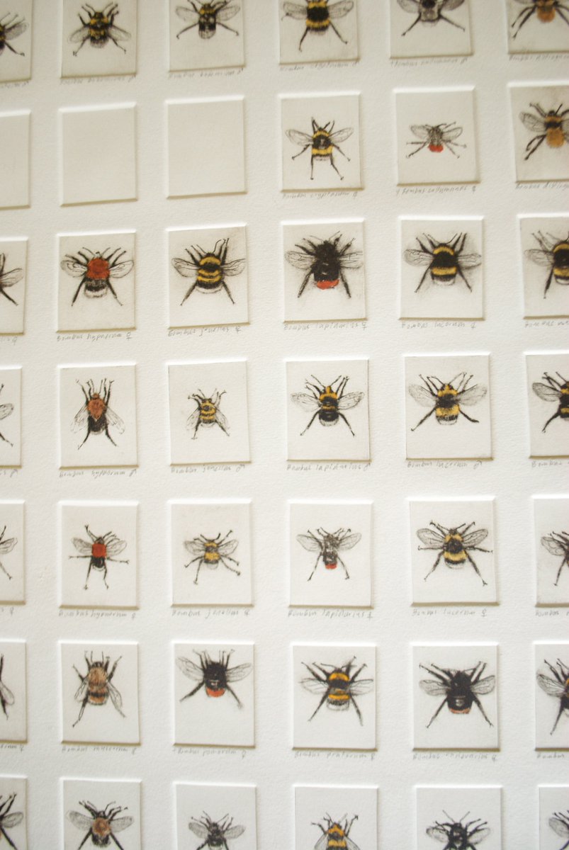 biscuit_factory's tweet photo. GALLERY PICK OF THE DAY is #printmaker Andrew Tyzack. Andrew's bee #etchings are available now in the gallery. https://t.co/kkKvlkvjZQ