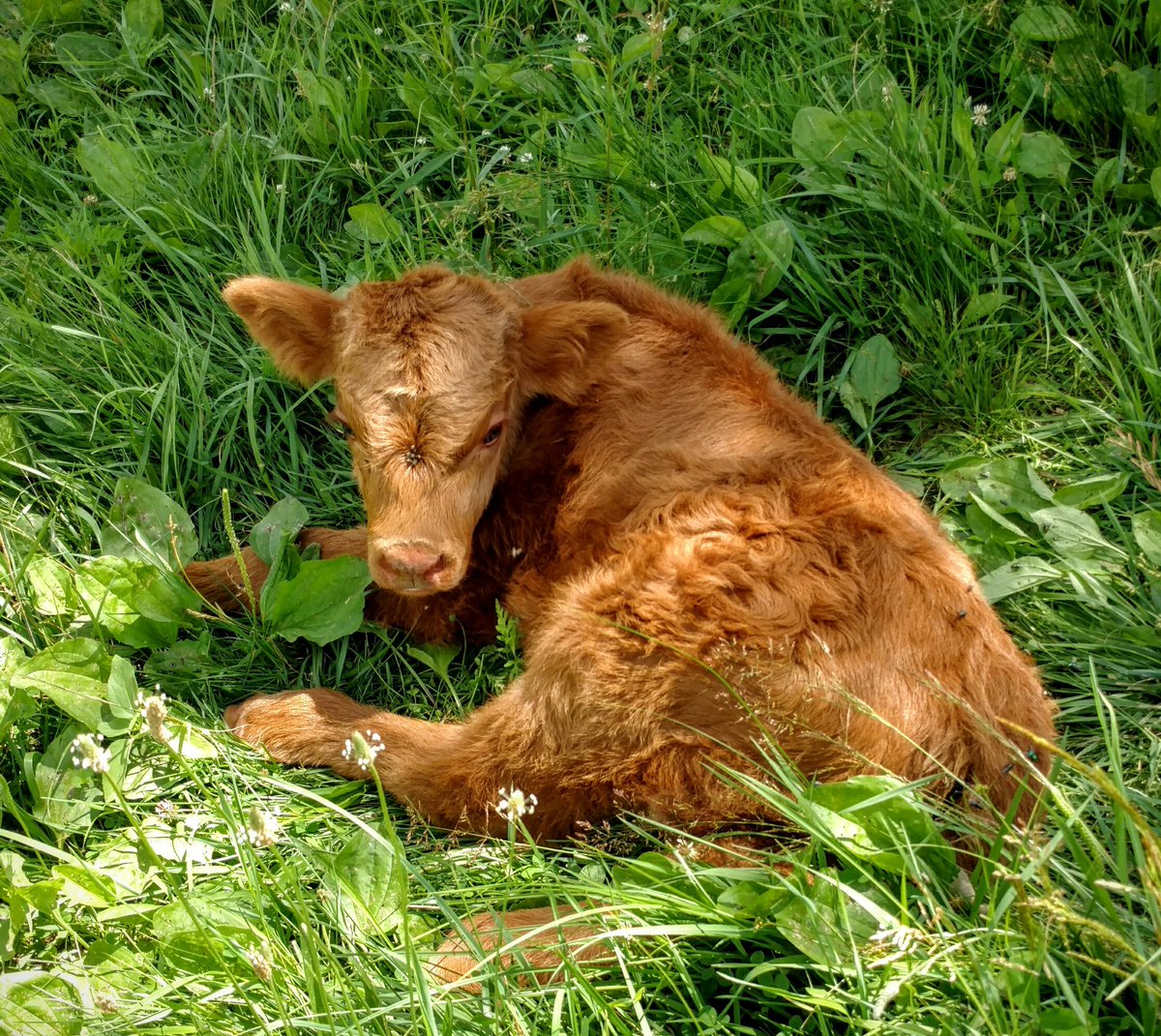 NorthWoodsRanch's tweet photo. Day old bedded down...
#weecalf https://t.co/9kKfNk9aV7