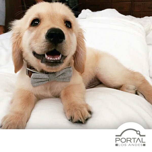 PortalLosAndes's tweet photo. ¿Estamos todos listos para el fin de semana? ¡A disfrutar! https://t.co/IQpX8okGal