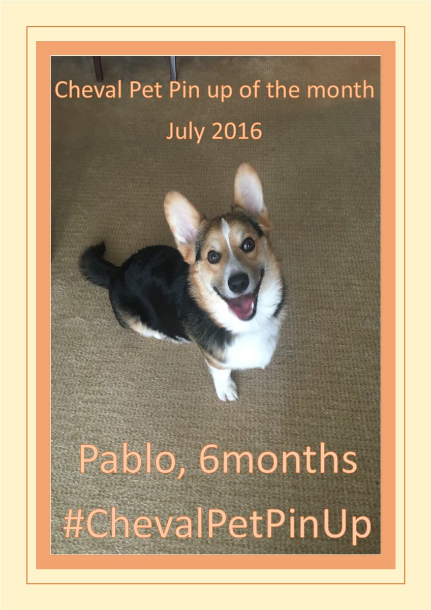 Cheval_Global's tweet photo. Geordie Pablo, staying at #ChevalGloucesterPark, cannot stop smiling to be #chevalpetpinup of the month #petfriendly https://t.co/Qh5942FUhP