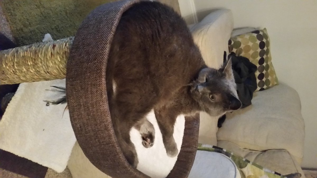 sgc27's tweet photo. @nthnorfolknews help us find our missing cat Ernie in Whissonsett went out overnight & not come back #missingernie https://t.co/FPF015YR0T