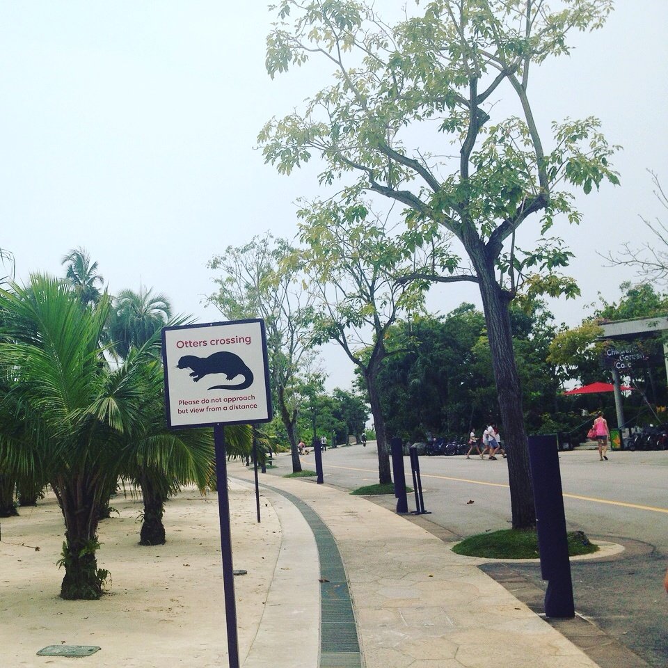 Avalon_Plus's tweet photo. #Marina #Gardens by the #Bay gives both #Runners &amp; #Otters a #great place to #run &amp; #play! #Running #Fun #SCMS2016DQ https://t.co/5MZVFANTDT