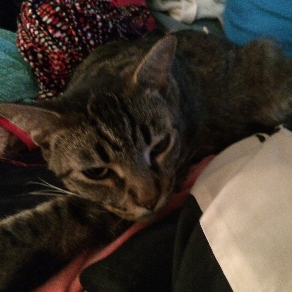 Leo says "sup <a href="/M_Carbonaro/">m_carbonaro</a> ?".