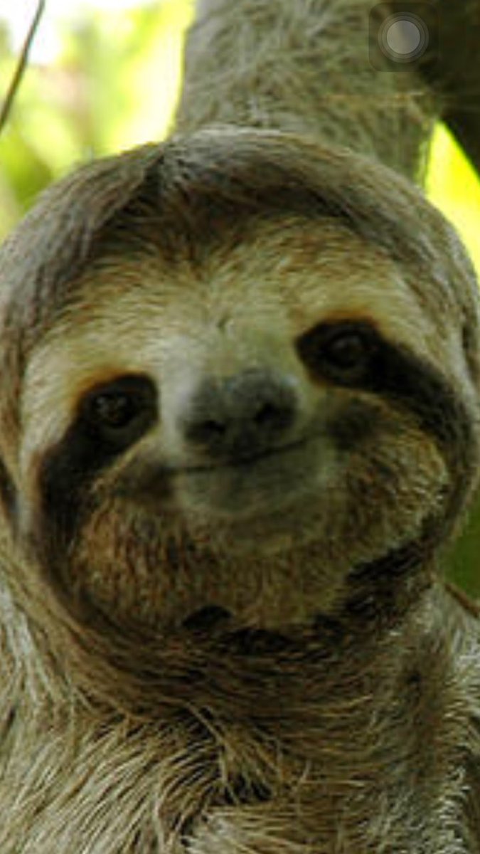 jelanemaki's tweet photo. I think I'm gonna get me a pet sloth ๐ฉ #slothtalk https://t.co/k1mZlFlJL5
