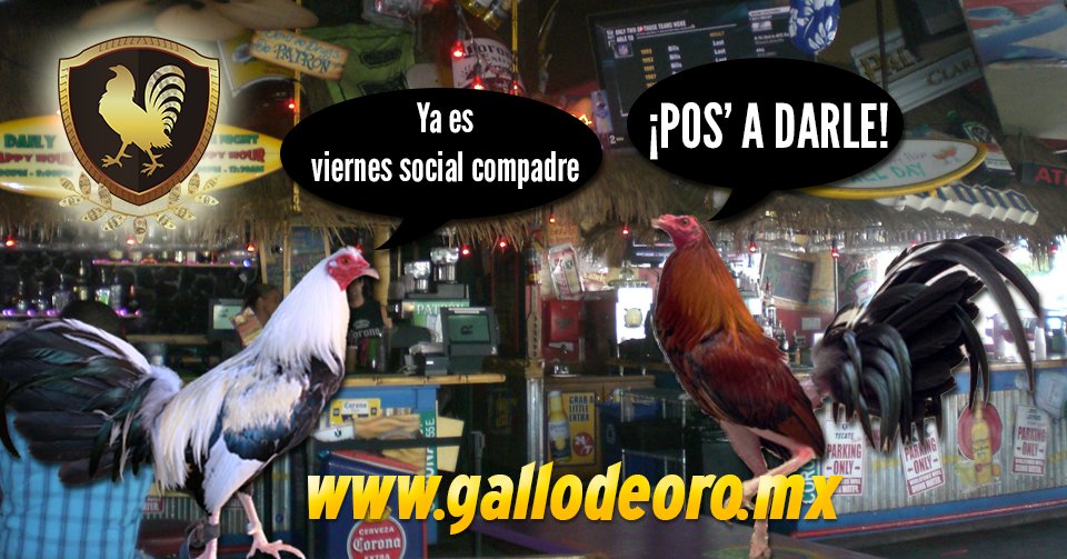 GallodeOro_Mx's tweet photo. ¡BUENOS DÍAS! Ya es viernes social y esperamos que pasen un buen día raza. #BuenViernes

https://t.co/dAnYaSH5LO https://t.co/YEfpeZ413g