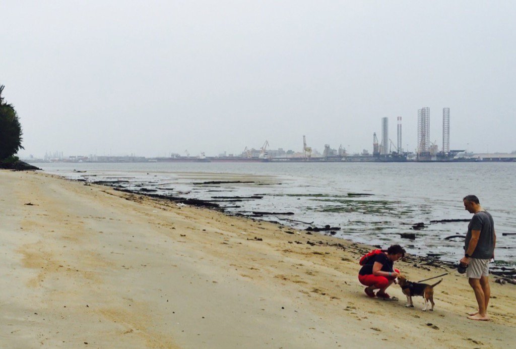 Rishi_K_Ghimire's tweet photo. My Favourite spot to run Punggol beach #day3task #SCMS2016DQ #runner #runnersworld #motivation #Singapore https://t.co/QK6Se4Ebla