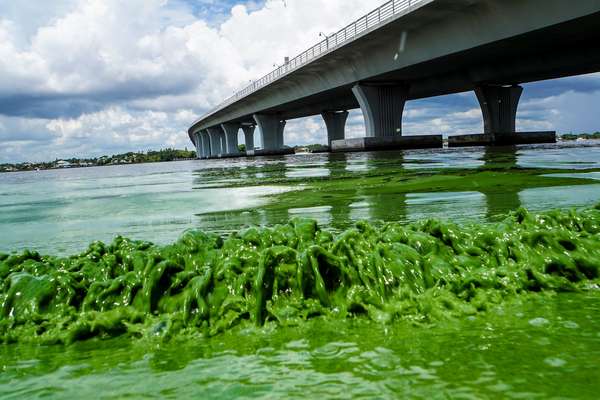 Algae blooms in Florida. Credit FLADems on Twitter