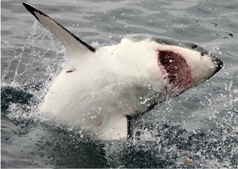 SouthAfrica's tweet photo. When you remember it's Friday. 

TGIF! Wishing you a JAW-some, FIN-tastic weekend. https://t.co/CUkcSbC8pQ