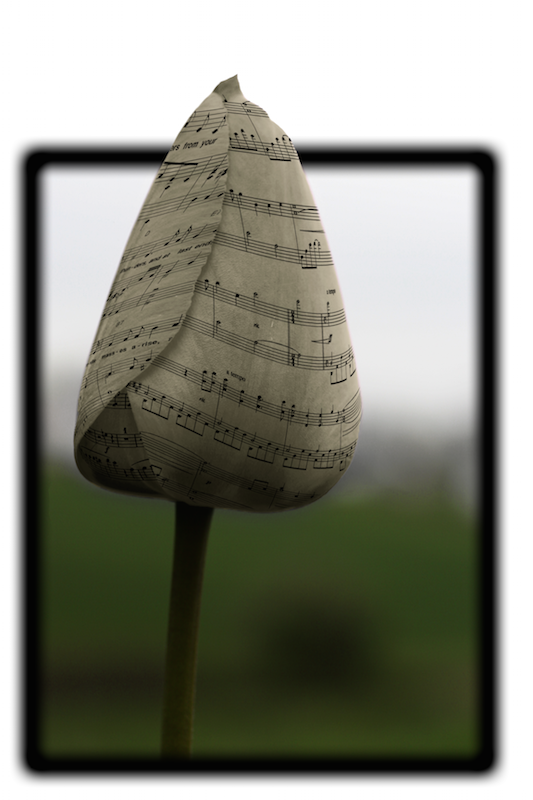 DigitalParkway's tweet photo. Another Photo Manipulation of a Flower Music Sheet #flowers #nature #music #photomanipulation #graphicdesign https://t.co/jRzKNOkSkX