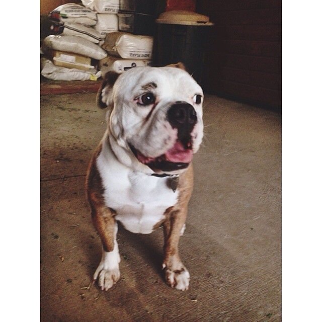 TriWellnessLLC's tweet photo. https://t.co/a14ieGYUW8 #triwellness #life #dogs https://t.co/ulX9eAAzPq