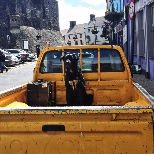 LarissaTormey's tweet image. #dog #mostdevoted #reallove