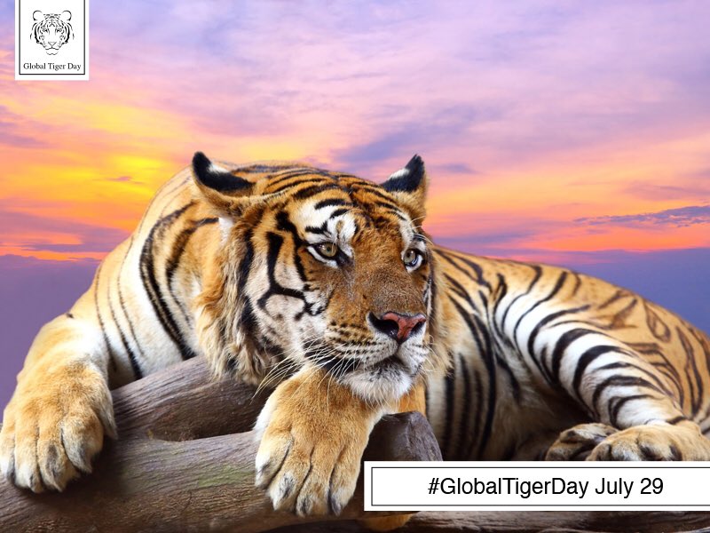 Global Tiger Day tweet media