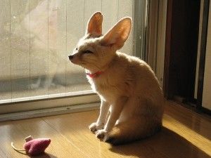FoxJuniper's tweet photo. 恐らくこれが私の全て。
この4枚で全て表せる。 https://t.co/jHs1DlISRX