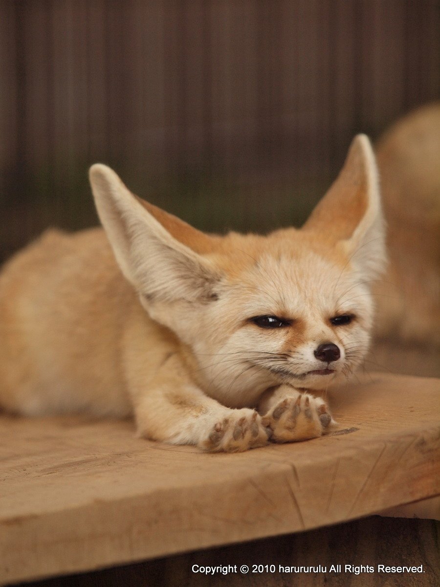 FoxJuniper's tweet photo. 恐らくこれが私の全て。
この4枚で全て表せる。 https://t.co/jHs1DlISRX