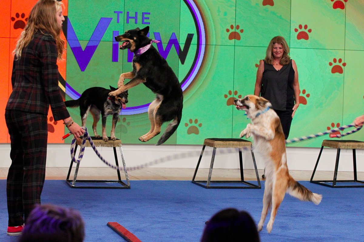It's time for MUTTS GONE NUTS! #MuttShow