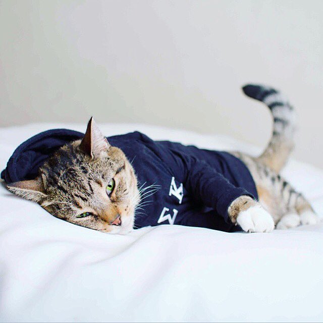 Hoodcatco's tweet photo. Greek Cat https://t.co/sLzwzCUxYR