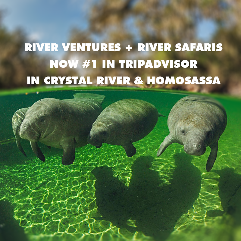 RiverVentures's tweet photo. #riverventures #riversafaris #1 #tripadvisor #crystalriver #homosassa #congratulation https://t.co/TD41RWSIr1