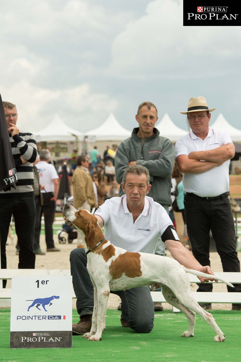 JMLanne's tweet photo. GAME FAIR 2016. JML.CCSC Meilleur mâle #pointer et meilleure femelle #pointer. https://t.co/epn3LGEwaB
