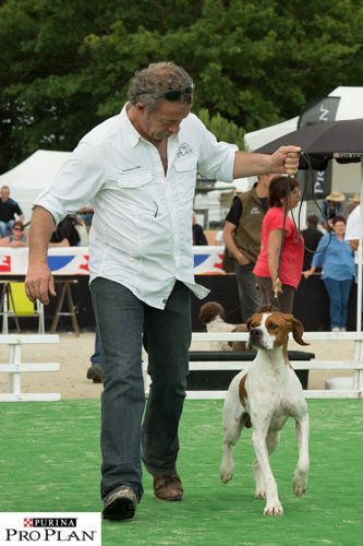 JMLanne's tweet photo. GAME FAIR 2016. JML.CCSC Meilleur mâle #pointer et meilleure femelle #pointer. https://t.co/epn3LGEwaB