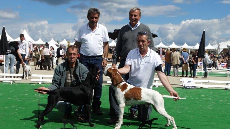 JMLanne's tweet photo. GAME FAIR 2016. JML.CCSC Meilleur mâle #pointer et meilleure femelle #pointer. https://t.co/epn3LGEwaB
