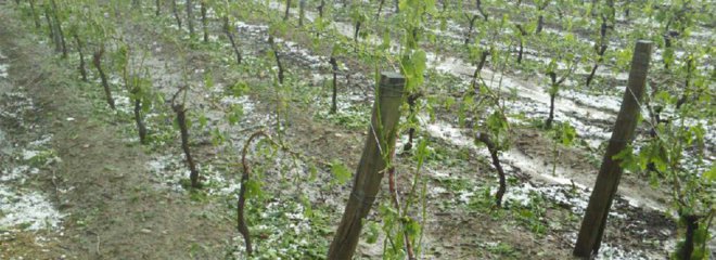 LaRVF_mag's tweet photo. Dans le Rhône, les dégâts de la grêle estimés à 30 millions
 https://t.co/NLfqYz2dor https://t.co/osDQoQvJ4p