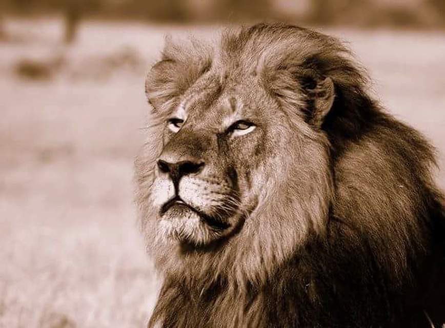 Remembering Cecil the Lion - One year on from his needless death ❤️🦁
