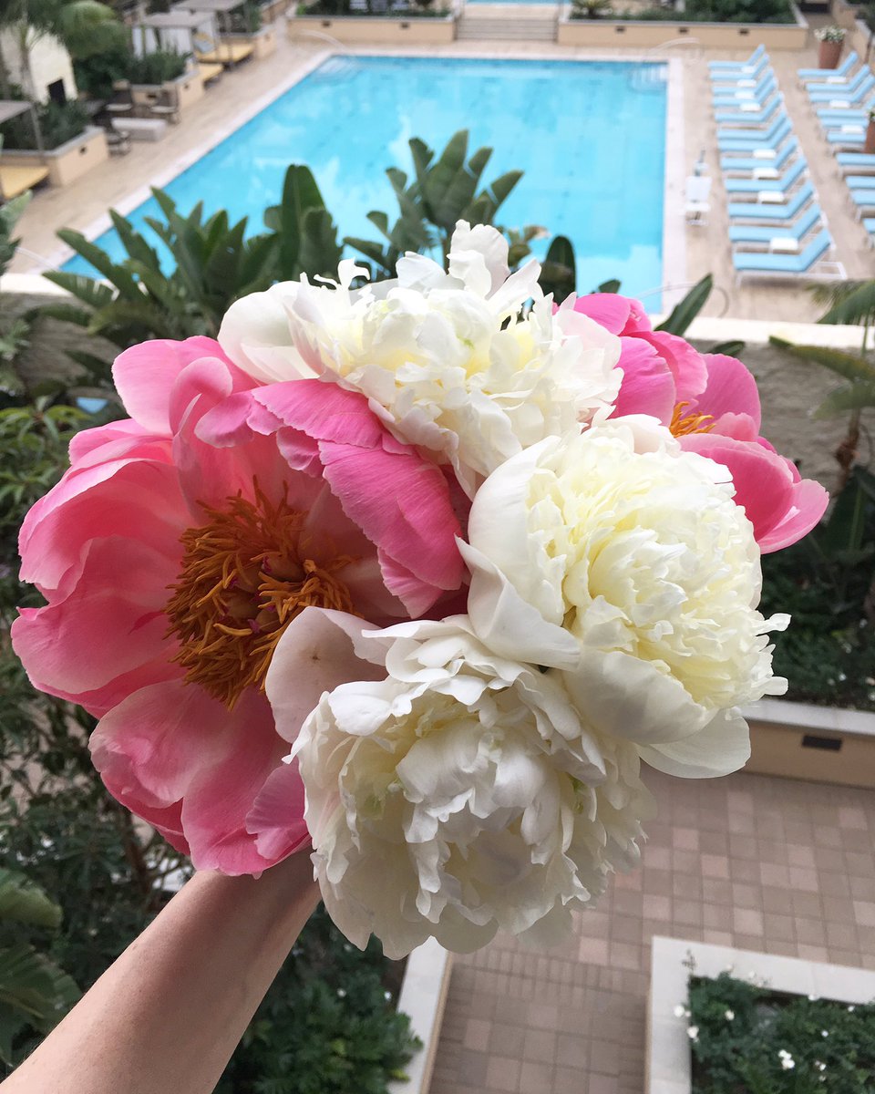 sisoosarah's tweet image. Peonies opened up like WHOA😳 #peonies🌸 #andthepool😎