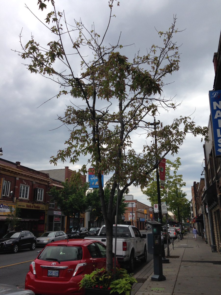 leaf's tweet image. When leaves are dropping in July trees are in crisis. Please take the initiative to water a  tree in need! #3buckets