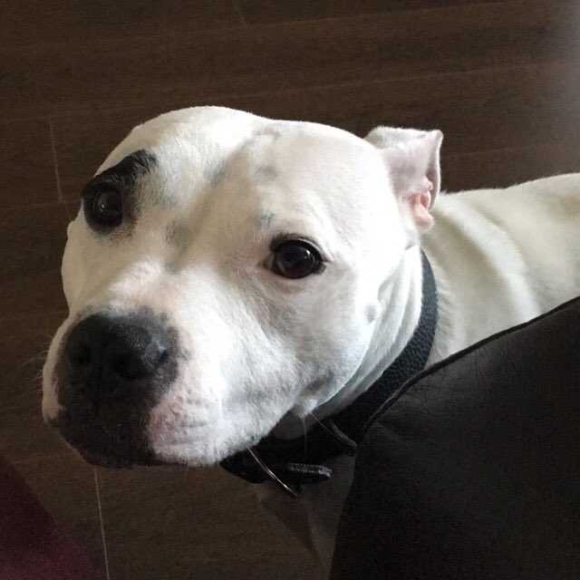 thebutchqween's tweet photo. My main reason for watching my sisters kids ❤️ #Staffy #staffsofinstagram #staffordshirebullterrier https://t.co/IggrH9dEt9