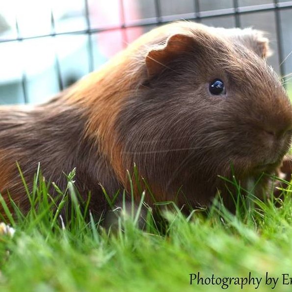 HomeyPet's tweet photo. Looking to #adopt a #GuineaPig? Meet Thor in #Yorkshire! https://t.co/qPVBFamjgg #GP #Rescue https://t.co/DedhQDDaLT