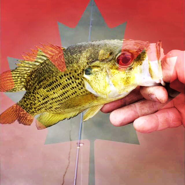 #CanadaDay #Fishing #AnglerGang