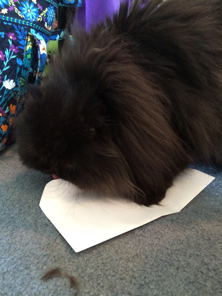 Just mailing some letters. #lokithepoof #CatsOfTwitter #persiancats #blackcats #Loki