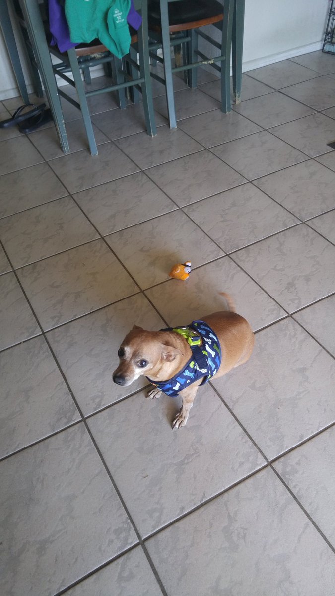 GammaJean13's tweet photo. Frankie sporting his new harness.💗🐶💗 https://t.co/NRWCPhIsjS