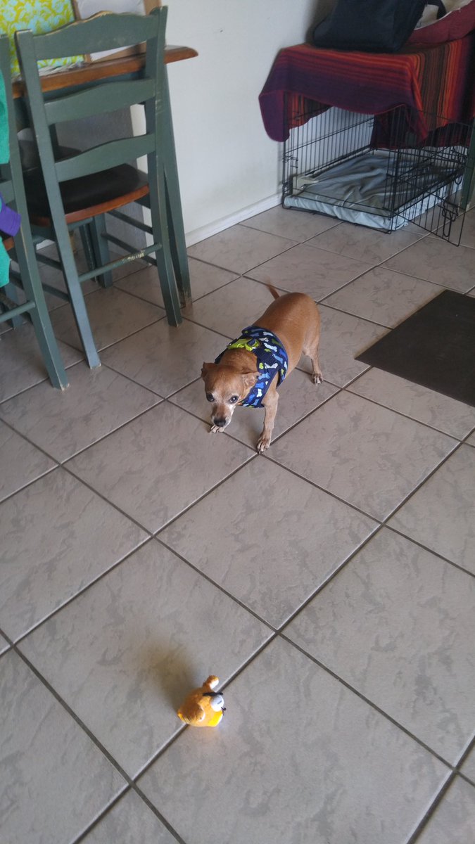 GammaJean13's tweet photo. Frankie sporting his new harness.💗🐶💗 https://t.co/NRWCPhIsjS