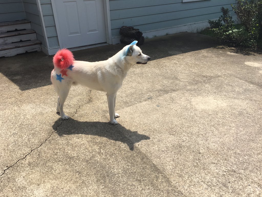 pippin_tails's tweet photo. We have an exclusive #SneakPeek of what we are doing this #4thOfJuly #weekend! #patrioticpup #pippintails #July4th https://t.co/wtjRpK5ZSO