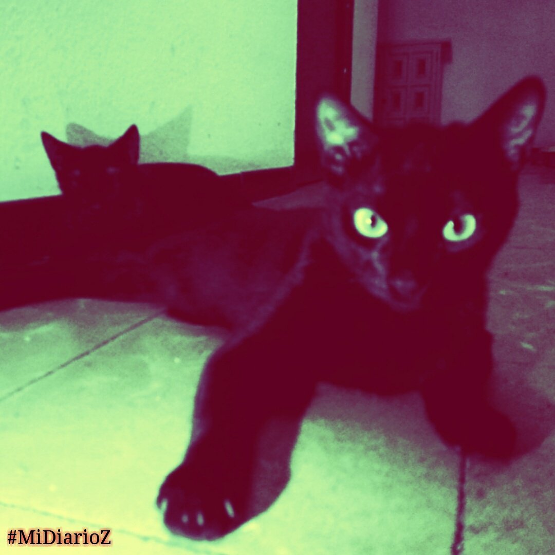 MiDiarioZeta's tweet photo. #Contenido #Extra de #MiDiarioZ #Black #Cats #blackcat #Gatos #GatosNegros #Terror #Ficcion #Aventura #z #dayz #Air https://t.co/IRuw8G0htL