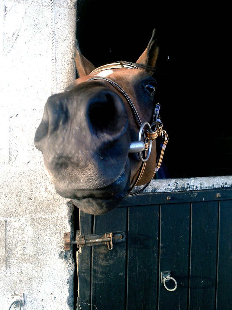 desertdove7's tweet photo. @equestrianhour #Ameer's #Face When I Told Him We Have A Very #EarlyStart For #TomorrowsShow🐴 #Equestrianhour https://t.co/buvYXGbwZQ